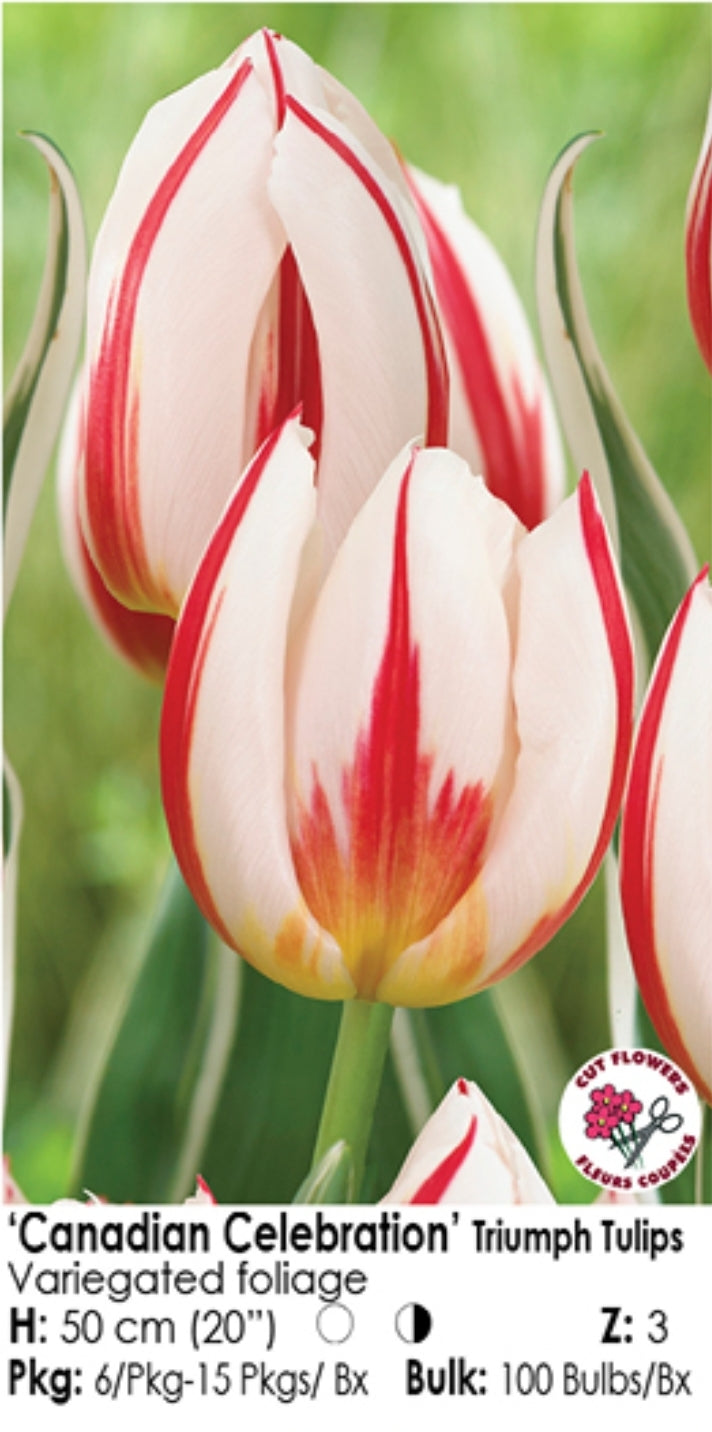 Tulip Triumph - Canadian Celebration